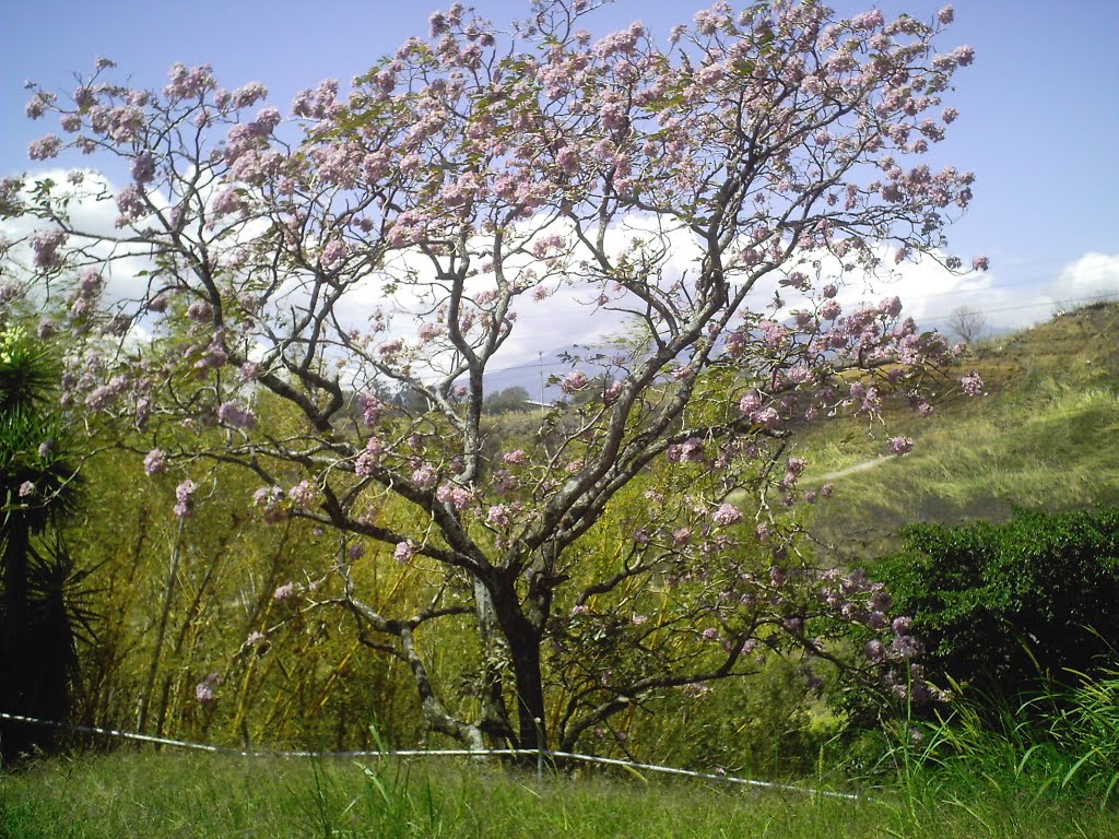 Roble de Sabana by LUIS PALMA