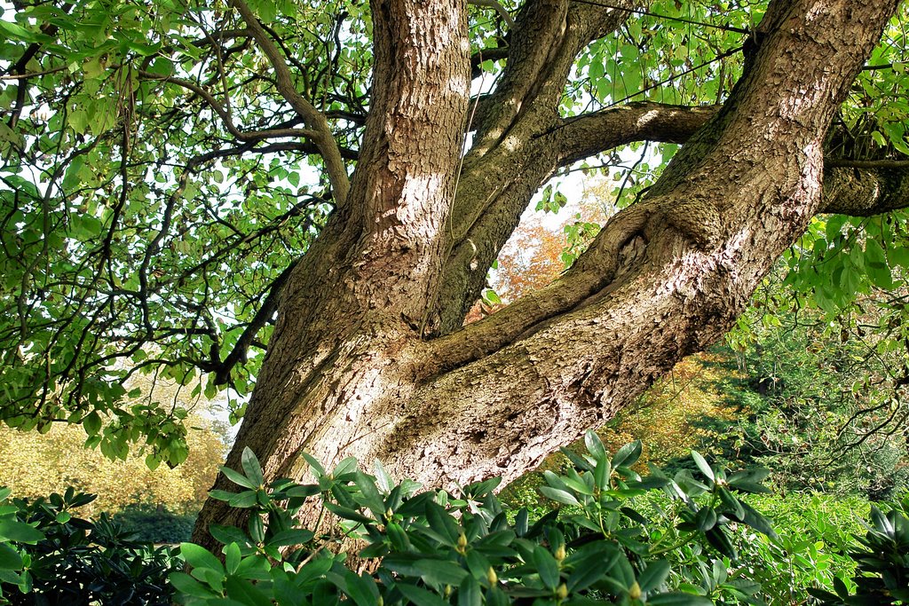 Catalpa bignonioides Trompetboom by Fred van Daalen