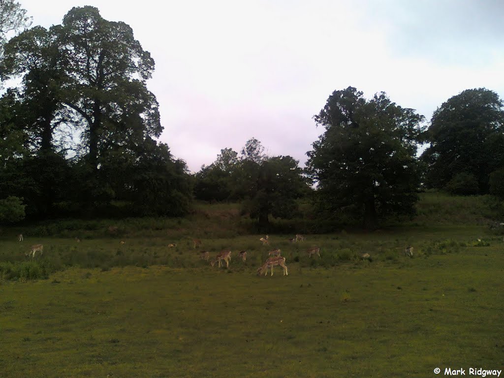 Deer in Knole Park (8) by Mark Ridgway