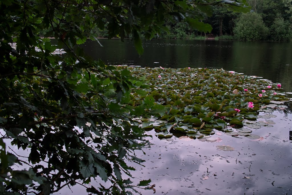 Villenhofer Maar bei Brühl (16.6.2011) [Sigma DP1] by Tegtmeier