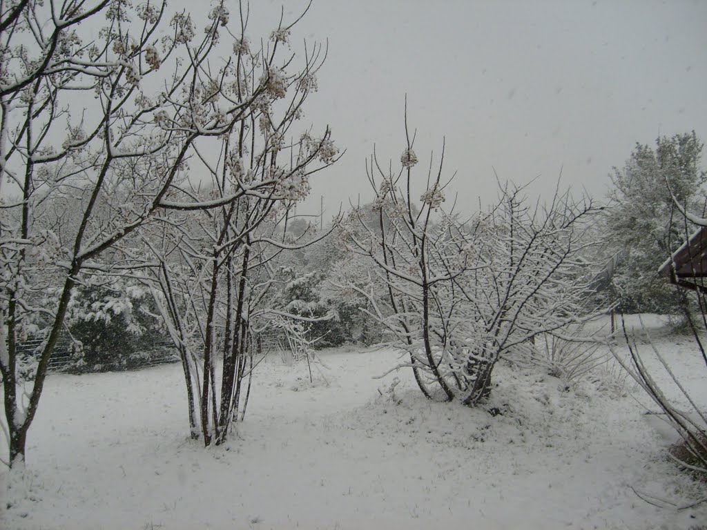 Snow covered Trees by barbie124h