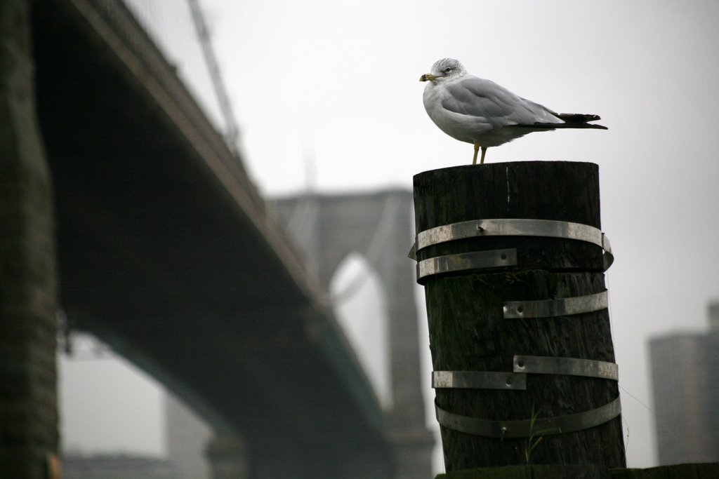 Brooklyn Bridge, New York, USA by Hans Sterkendries