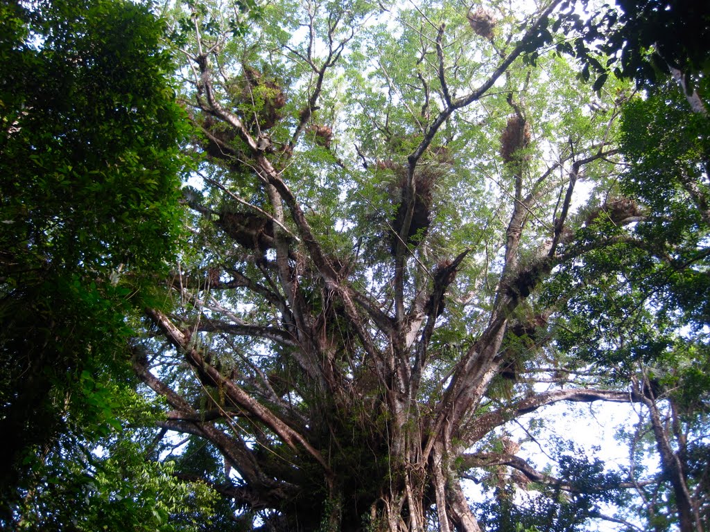 Cathedral Fig Tree by matt.pfeiffer66