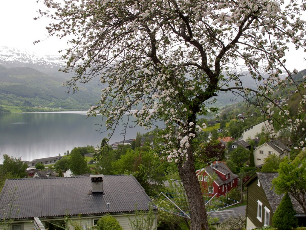 Blooming fruittree by Trygve Karolius