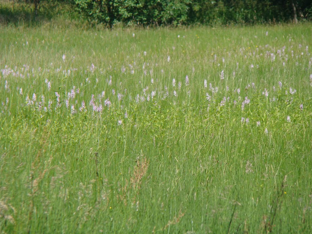 Dactylorhiza majalis by Frans Merkes