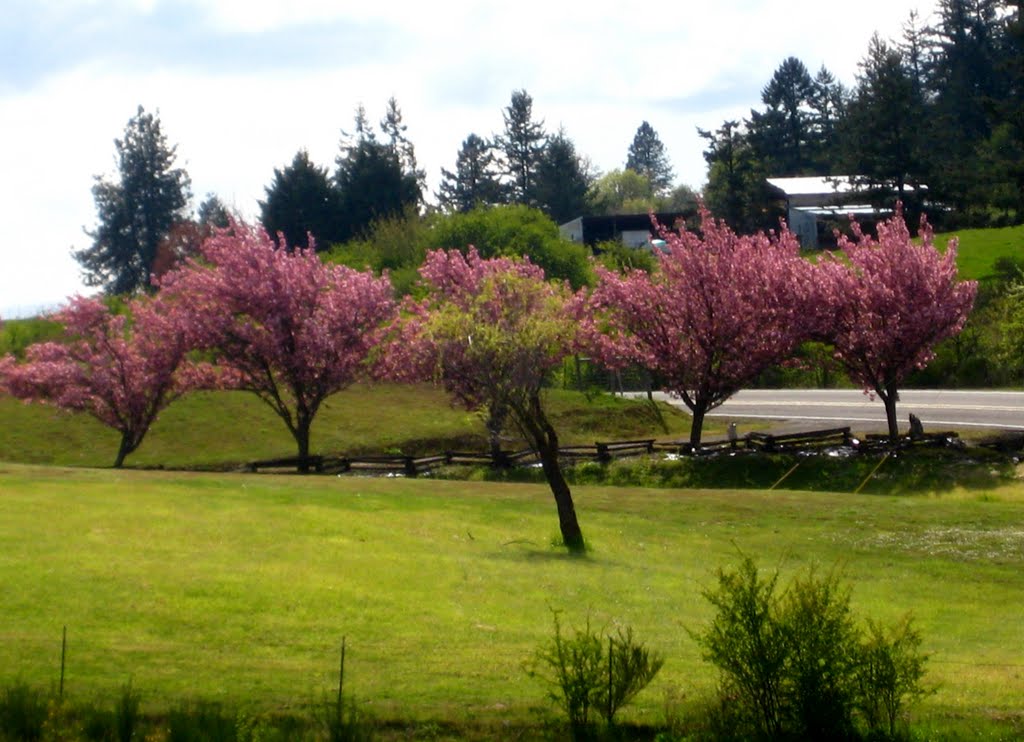 Pretty trees by Erin Littlefield