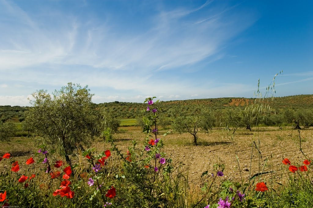 Red, Purple and Olives; Landscape near Puebla de Sancho Perez by Traveling-Crow