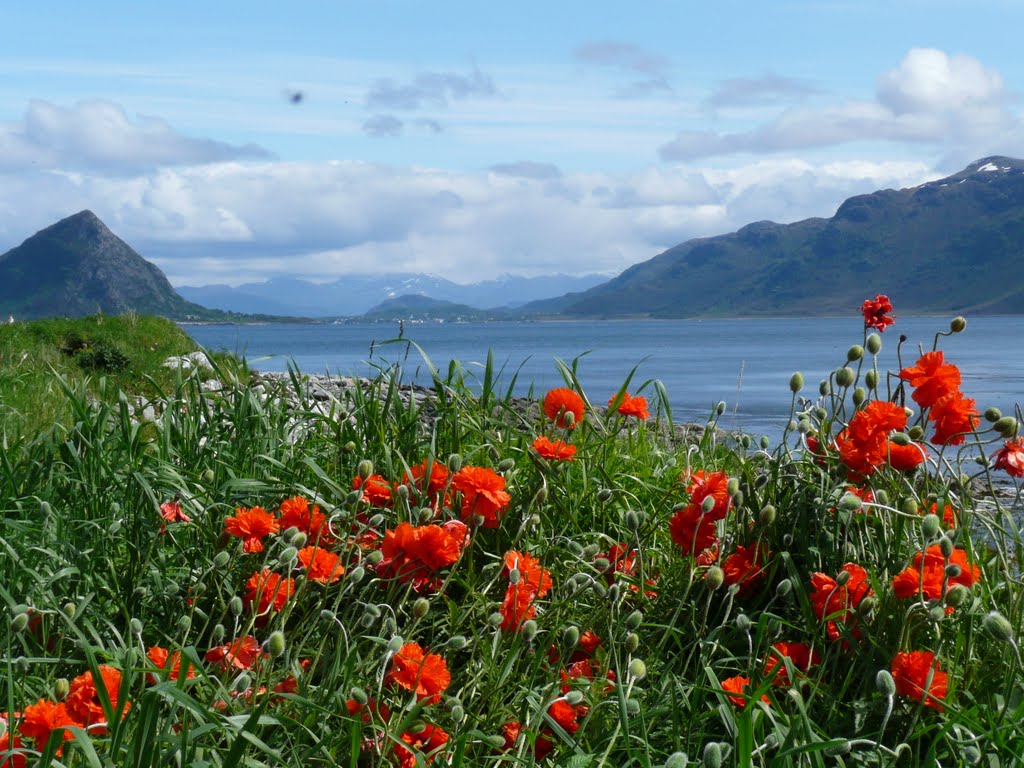 Norwegen. Ålesund. Godøya. Giske. Alles rot. 201006 by Heidiho