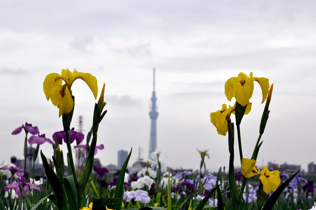 Tokyo Sky Tree / 東京スカイツリー by Kangoo_