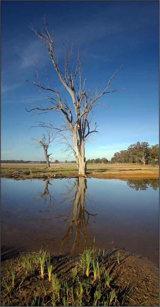 A dead tree, no wind and convenient dam made a great reflection. Peter Neaum. by Peter Neaum