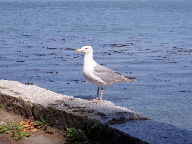 162 Vancouver, Seagull by Daniel Meyer