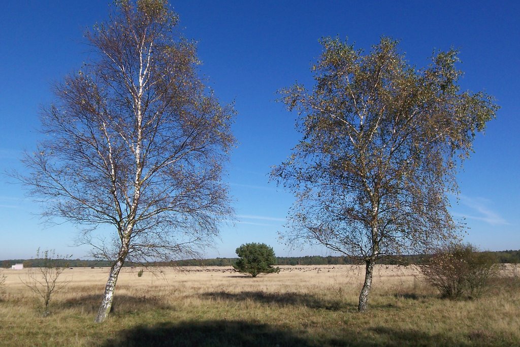 Camp Reinsehlen, Blickrichtung Nord by Frank Westermann