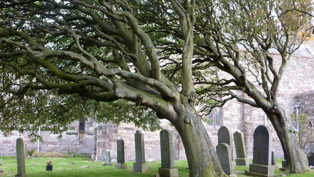 Wind blown trees Holy Island by MarkWNS