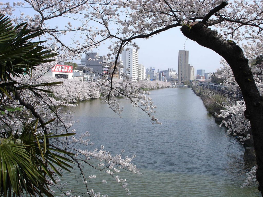 Hanami in Ichigaya by dmtezt