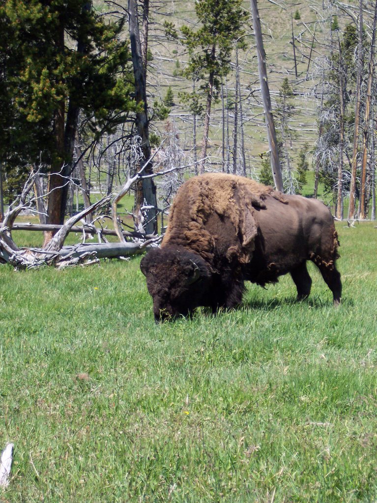 Buffallo Grazing by Chris Morrissey