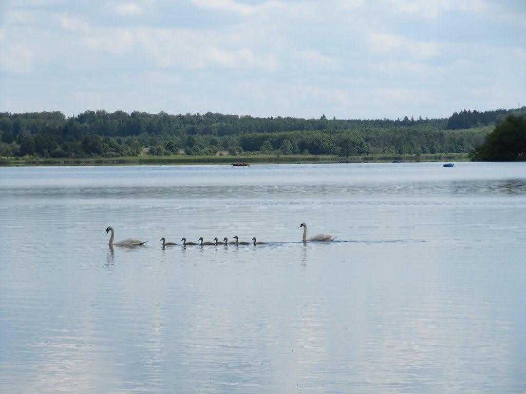 Schwäne im Dreifelder Weiher by digipicuploader