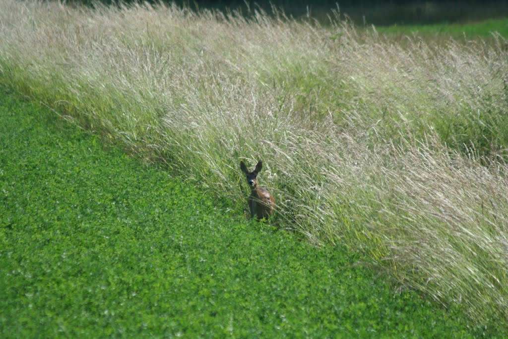 Une biche by isis62