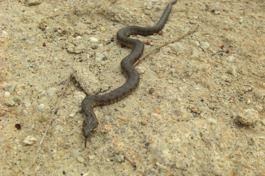 Natrix Serpiente Snake - Rio de Aguas by INDALOMANIA