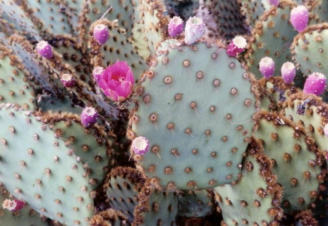 Cactus-Tucson-Arizona-2003 by Eva Lorentzen