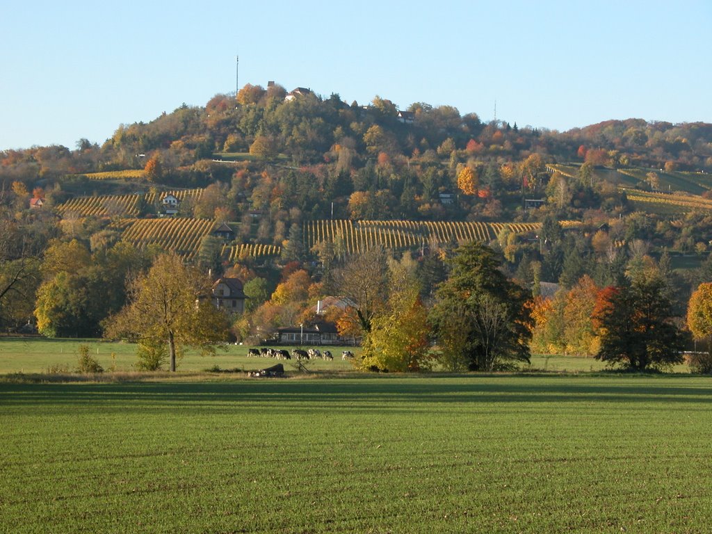 Tüllinger Berg by schnitzgeli