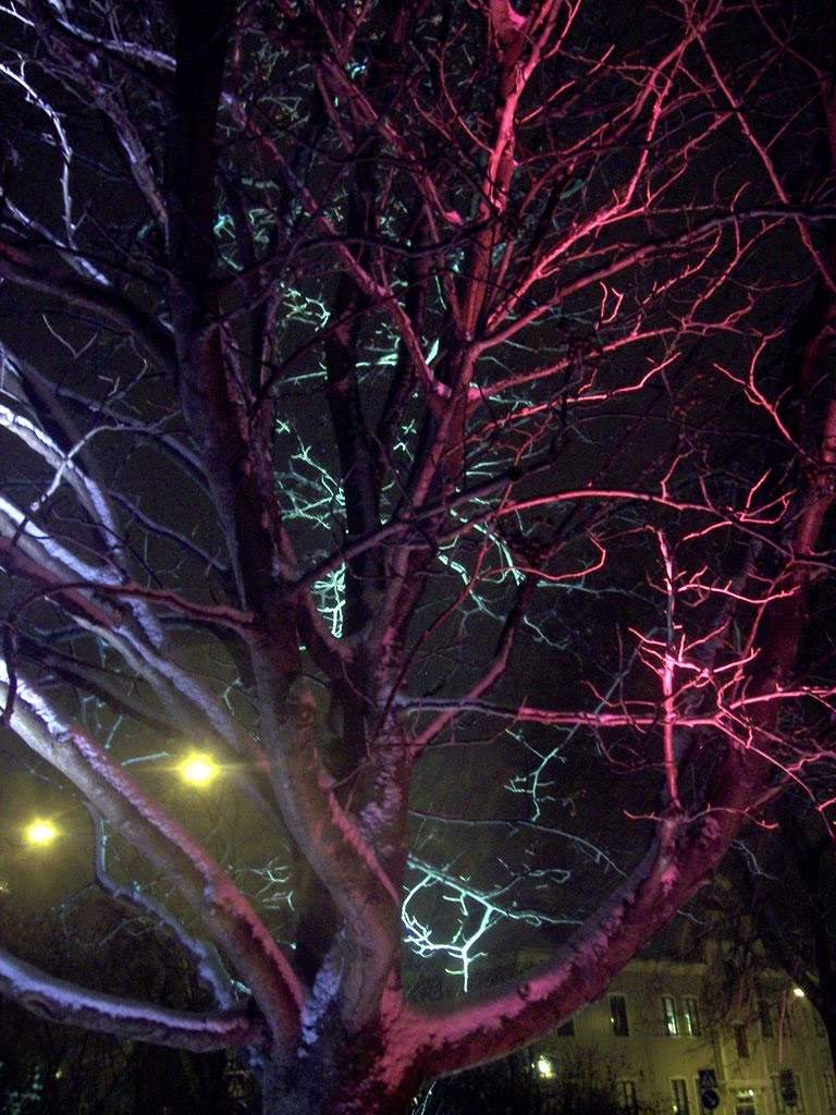 Tree in Umea in the winter night by Artem Korzhimanov