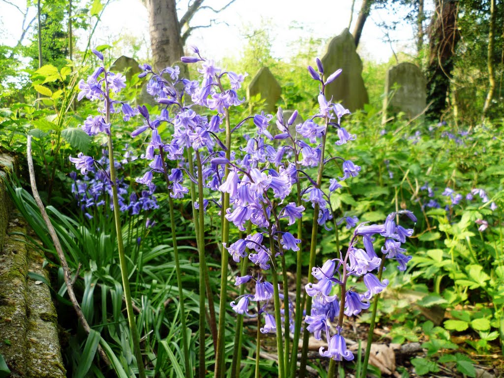 Bluebells in Tower Hamlets cemetery park by David Sankey