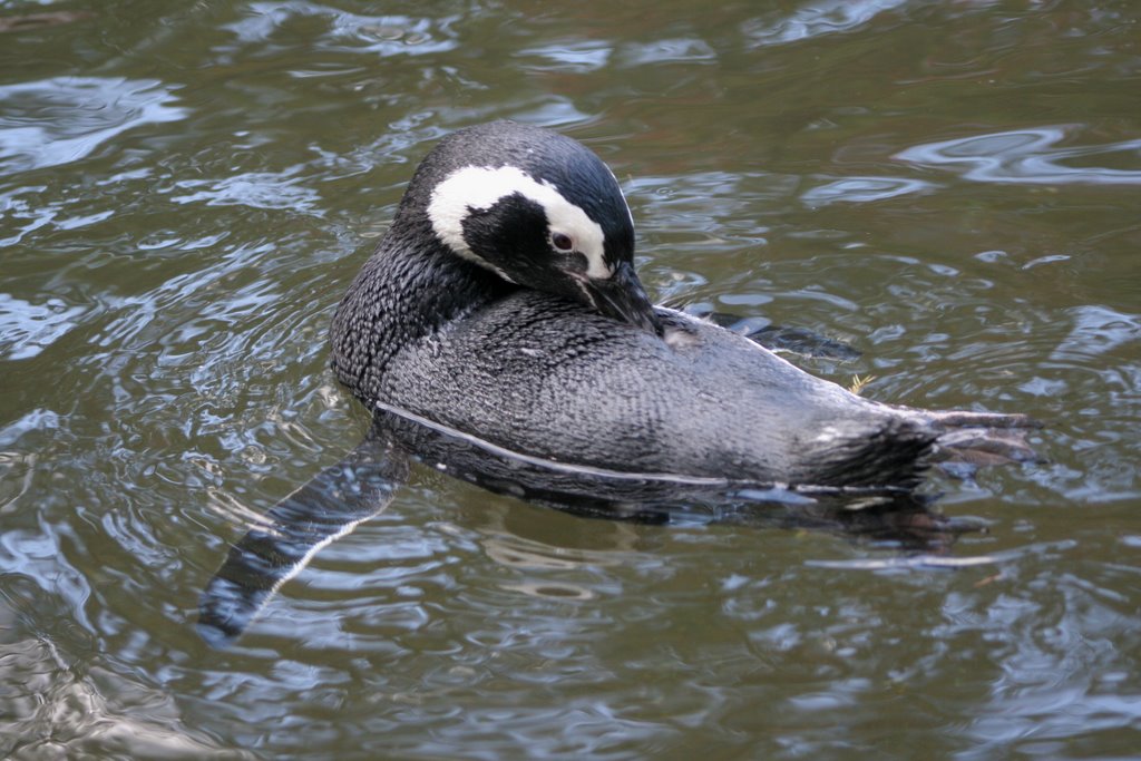 Magellanic Penguin by Scott Hanko