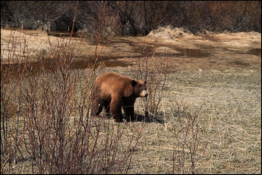 Braunbär, Alaska Hwy, Stikine Region 20.5.2011 ... C by americatramp