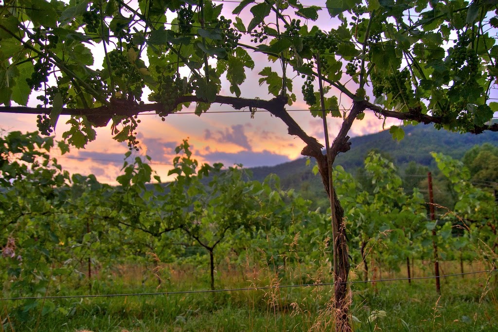 Grapevine Sunset by Whitecaps