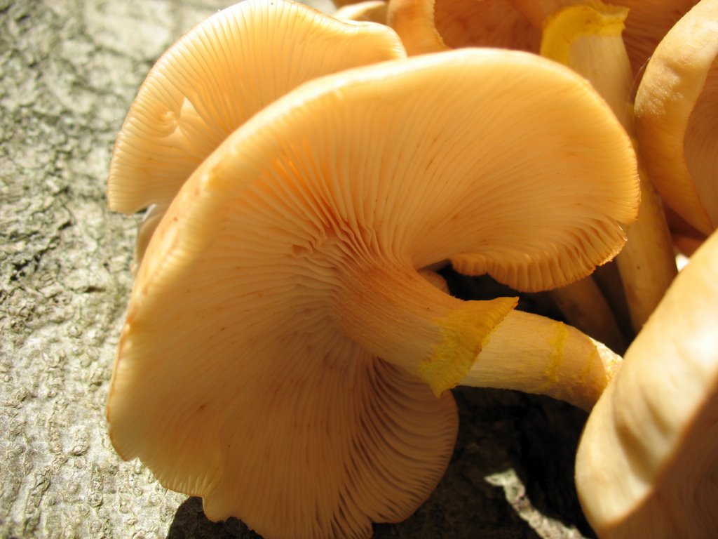 Echte honingzwam (Armillaria mellea) , Baarnse Bos by Chris10 ©