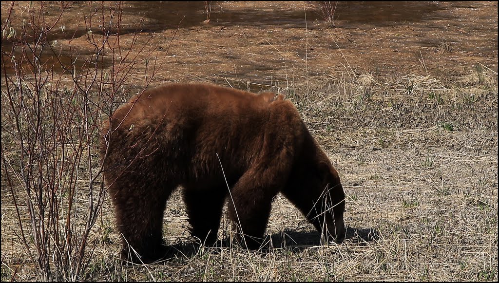 Braunbär, Alaska Hwy, Stikine Region 20.5.2011 ... C by americatramp