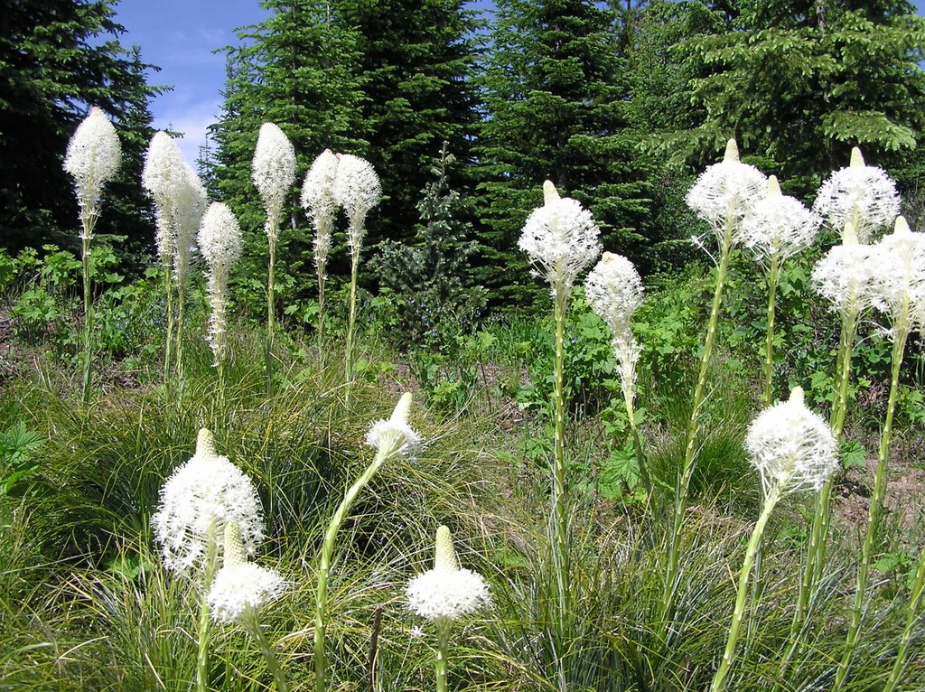 Beargrass in Lochsa by Panama Jenn