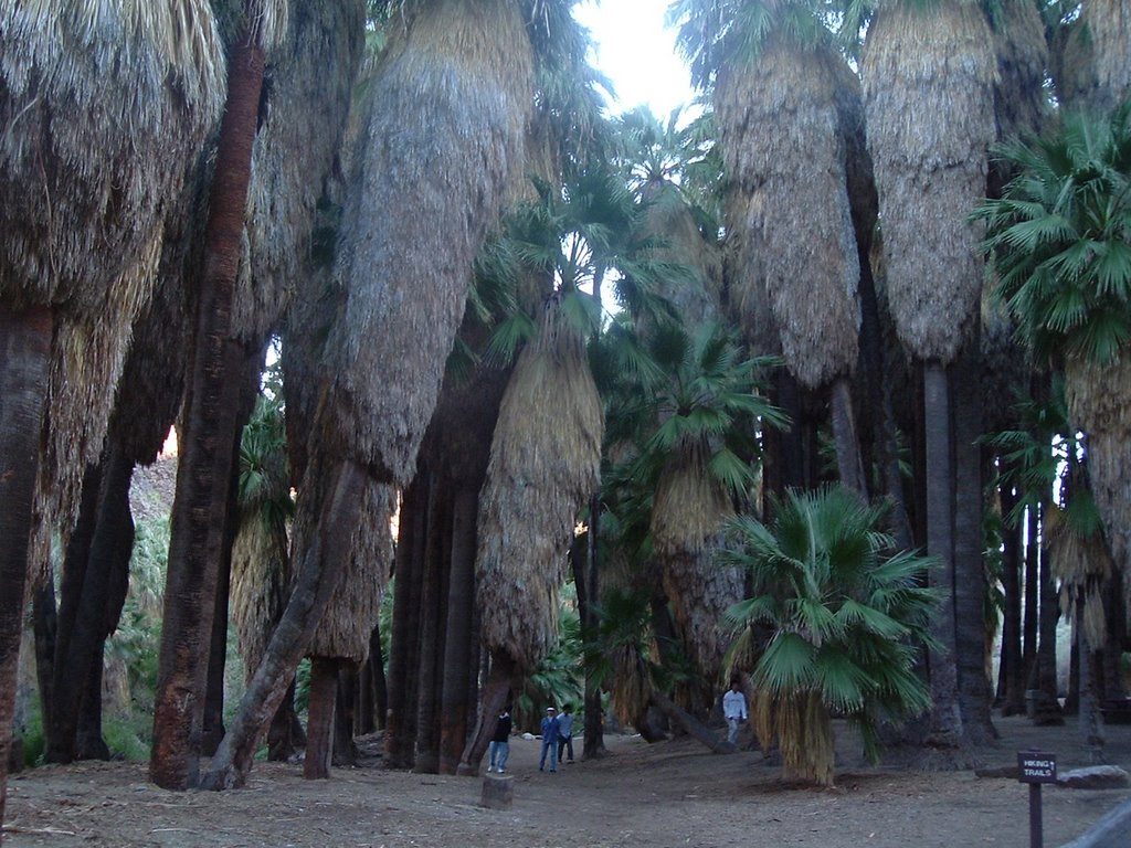 Palm Trees in Indian Canyon by David Yoon