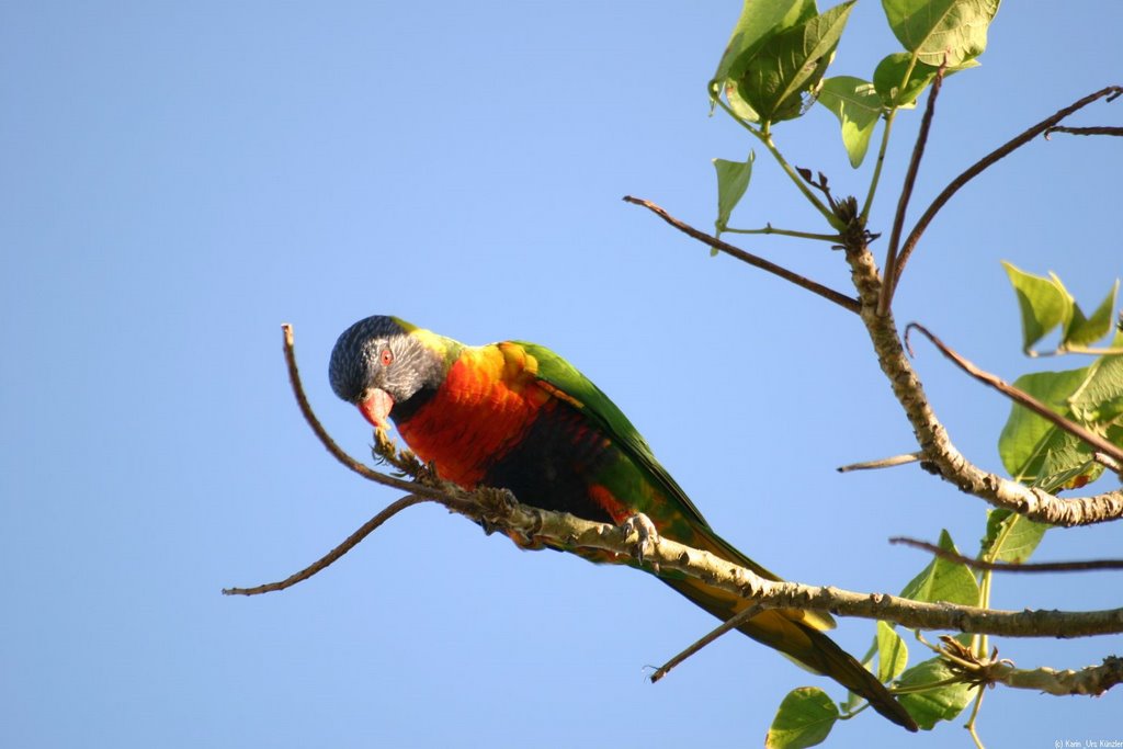 Rainbow Lorikeet by Urs Künzler