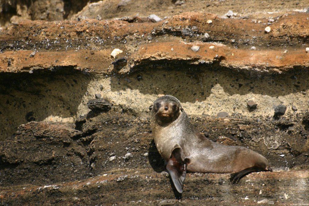 Seals by Urs Künzler