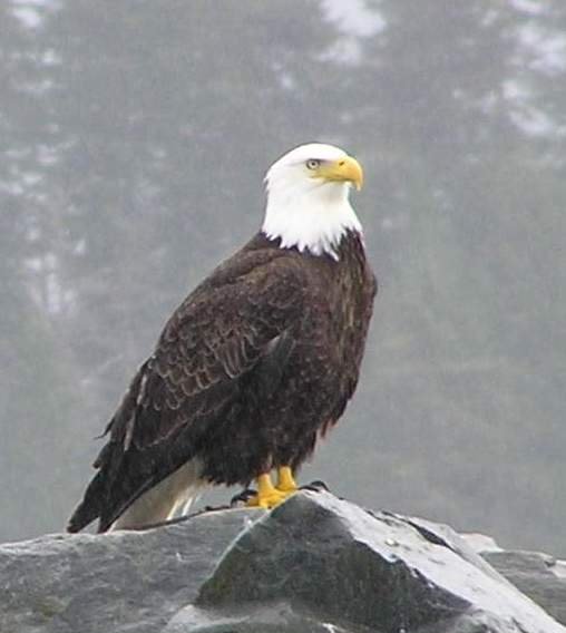 Eagle preparing for Flight, photo taken by Kelsie Montgomery by gkamm2000