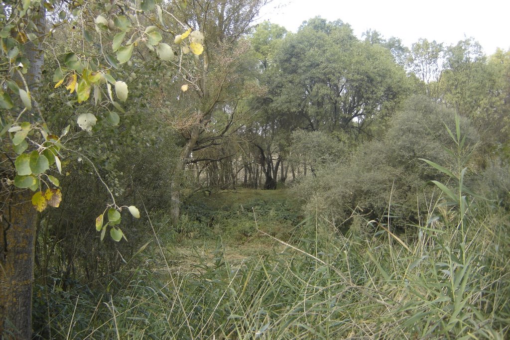 Río Guadarrama Boadilla del Monte by correlimos