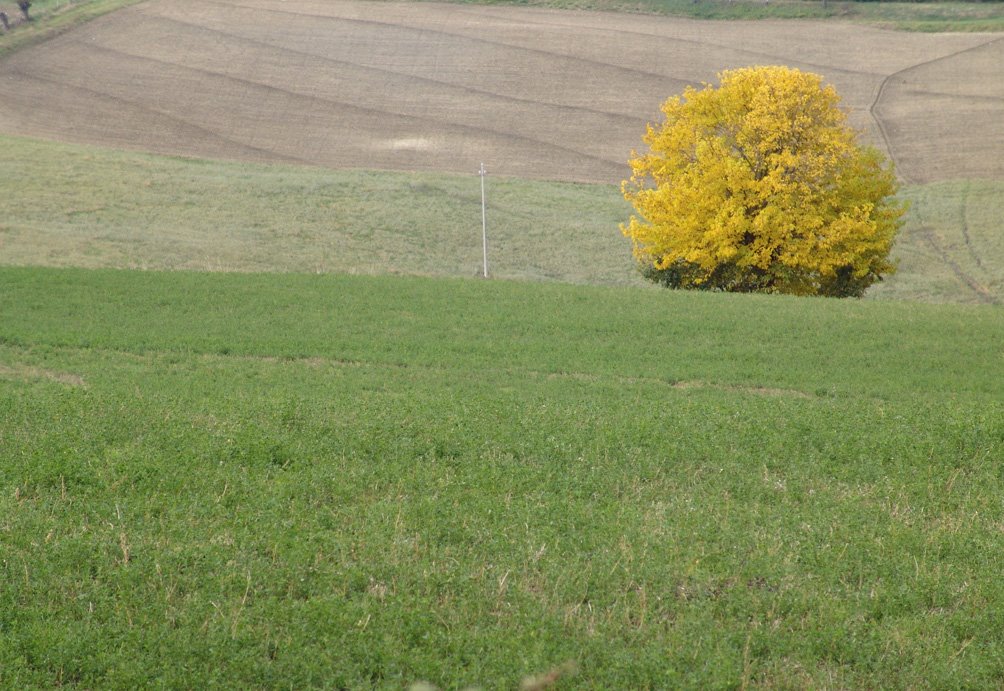 Giallo piacentino, Rezzanello, Piacenza, 20 ottobre 2007 by Marco Ferrari