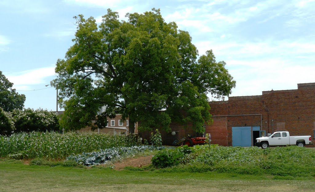 Garden in Town by Karen Raley