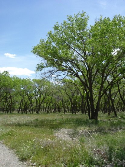 Cottonwood forest by PaulPosition