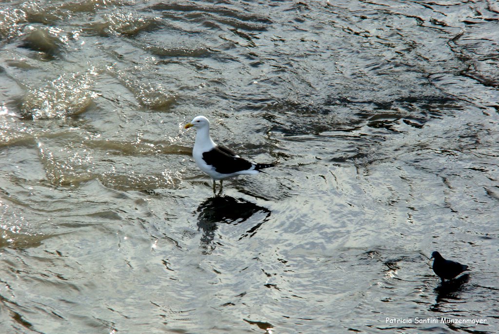 Gaviota (Fernão Capelo Gaivota) en Río Mapocho, Providencia, Santiago, Chile by Patricia Santini