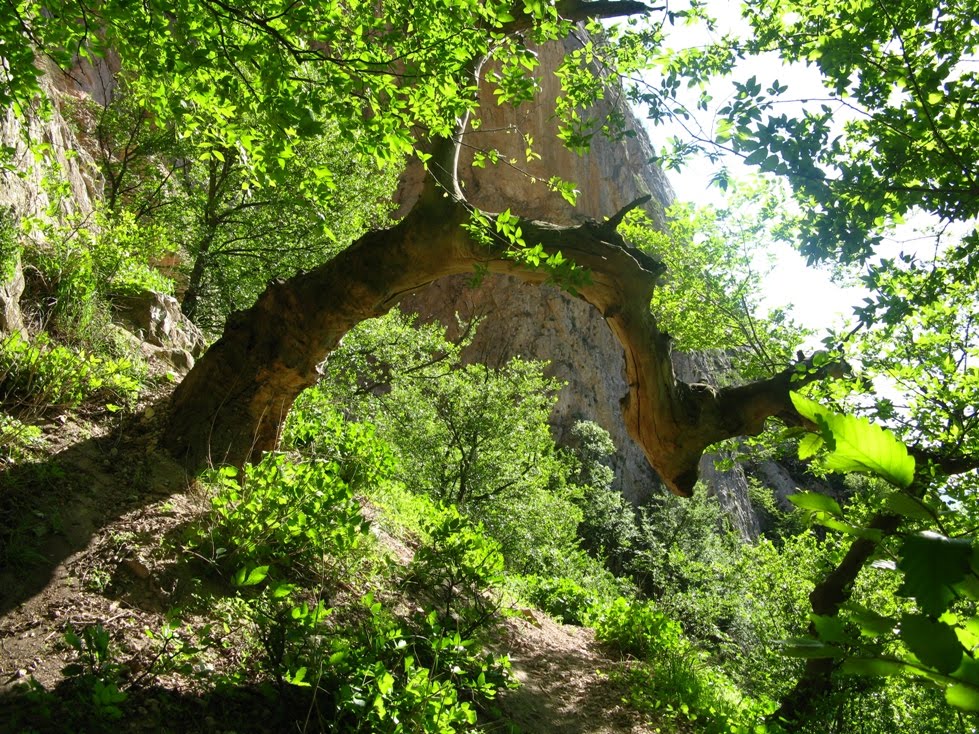 Old tree, Savadkooh forest by morteza namvar