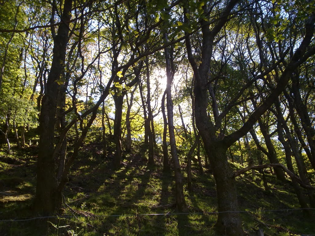 LIGHT THROUGH THE TREES by bevan23