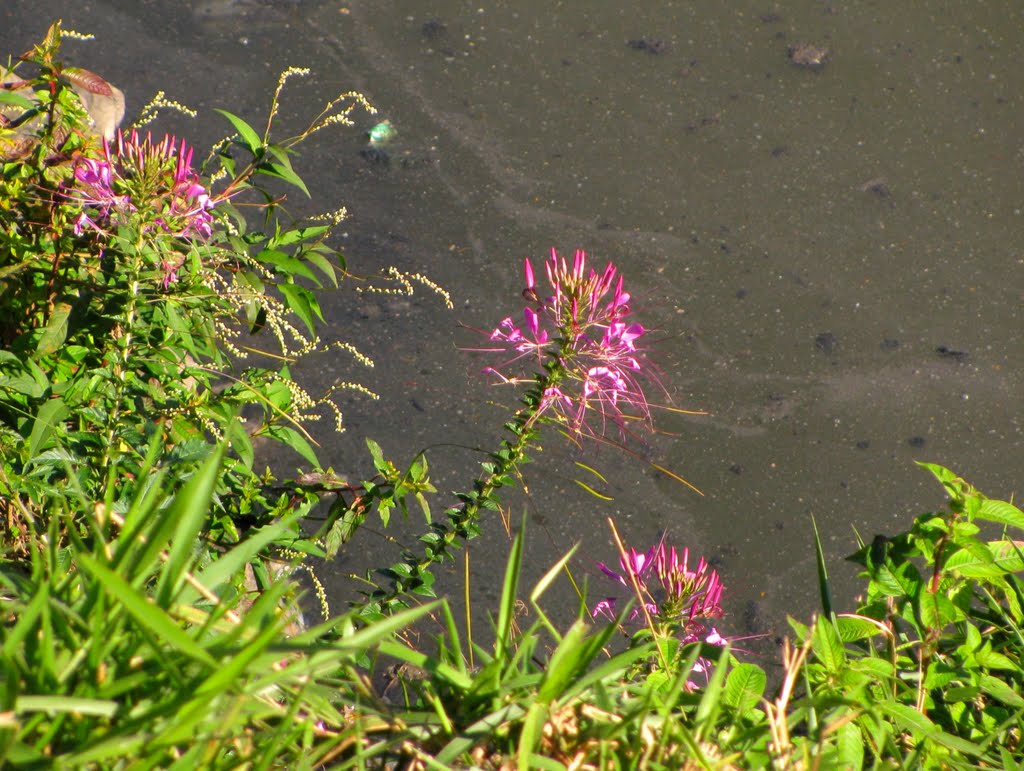 Vegetação / flores e Rio (?) Pinheiros, São Paulo, SP, Brasil. by André Bonacin