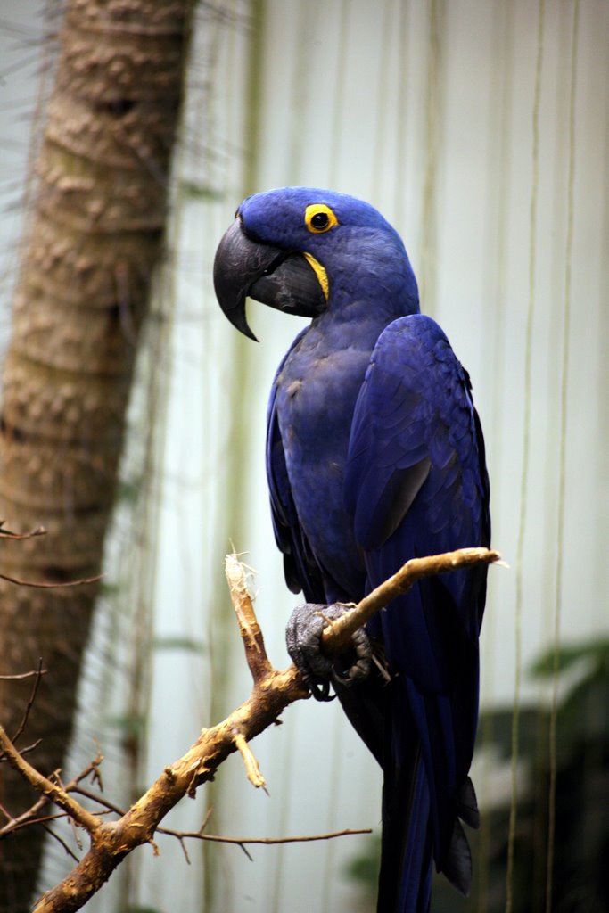 Montréal Biodôme, Stade Olympique de Montréal, Montréal, Québec, Canada by Hans Sterkendries