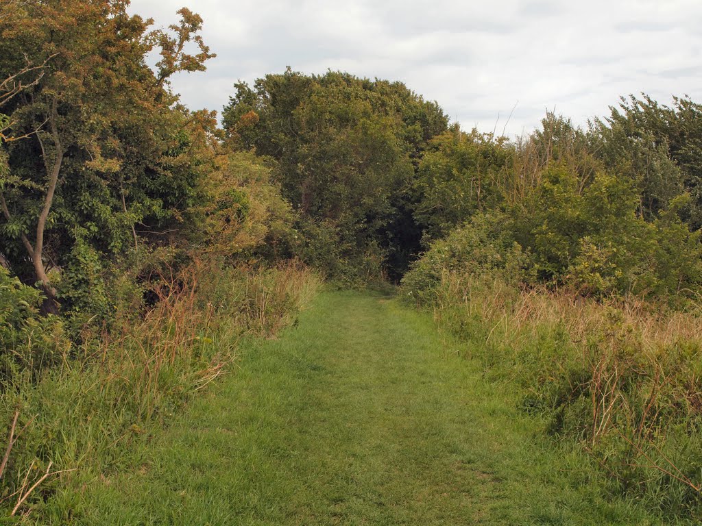 Grass path by Anthony Ciantar