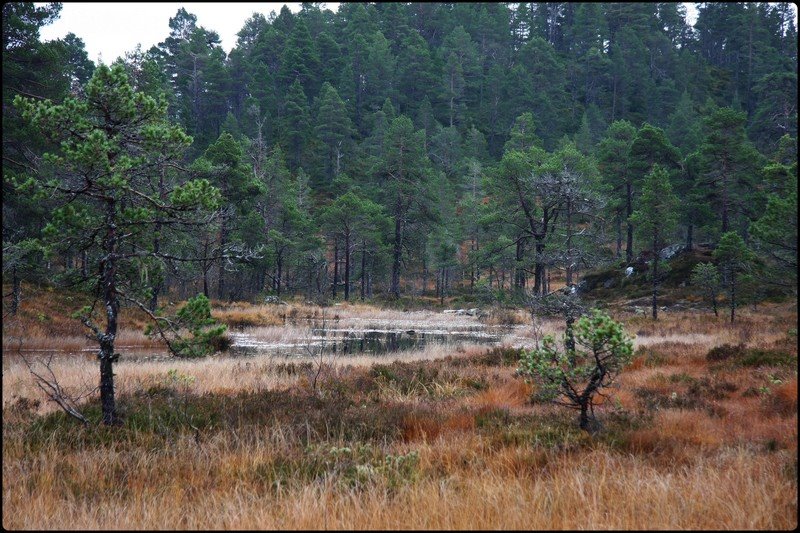 Oktoberdag Meekvatnet 4 Norway by Bjørn Fransgjerde