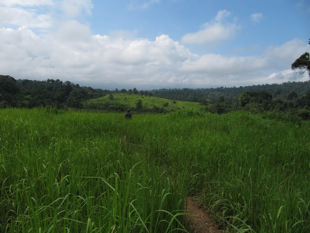 Grassfields in Khao Yai NP by Erik B.