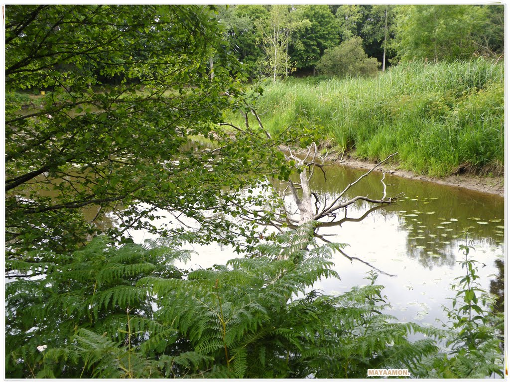 L'ETANG DU TRONCHET by mayaamon