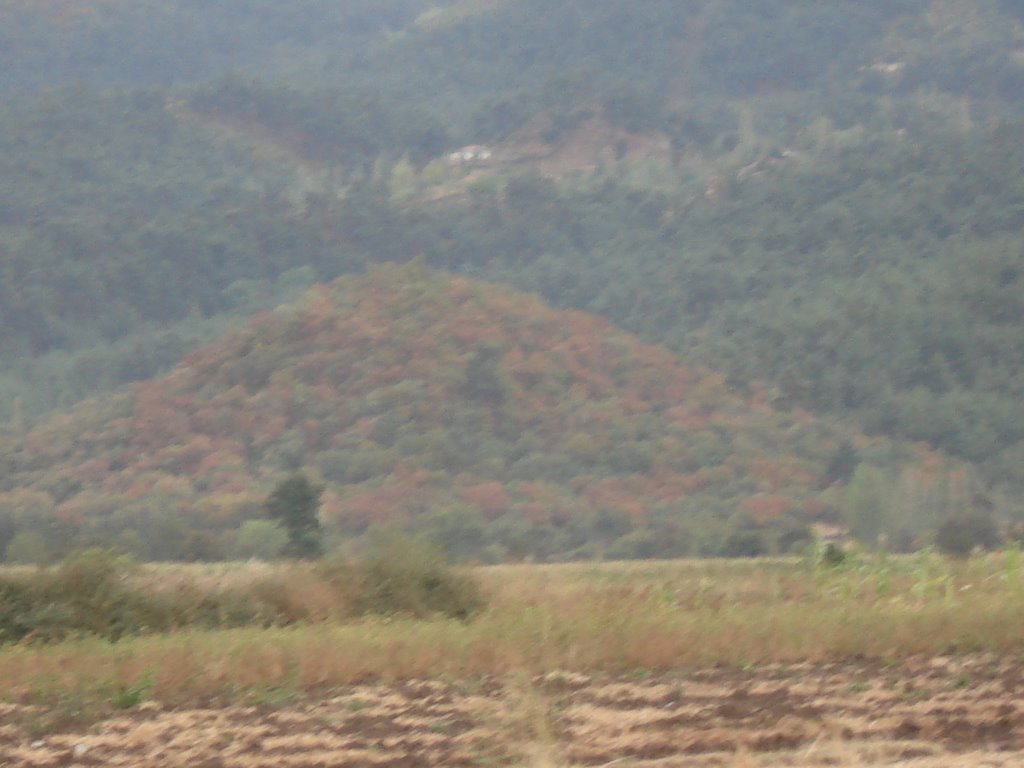 10330 Kızılgür/Sındırgı/Balıkesir, Turkey by nihat çetin